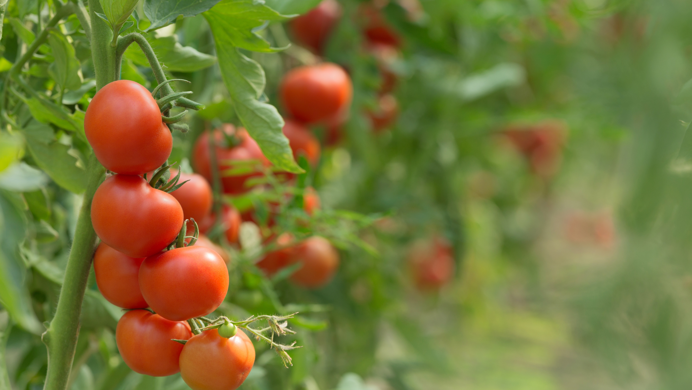 A New Harvest Feature Image Cherry tomatoes on the vine