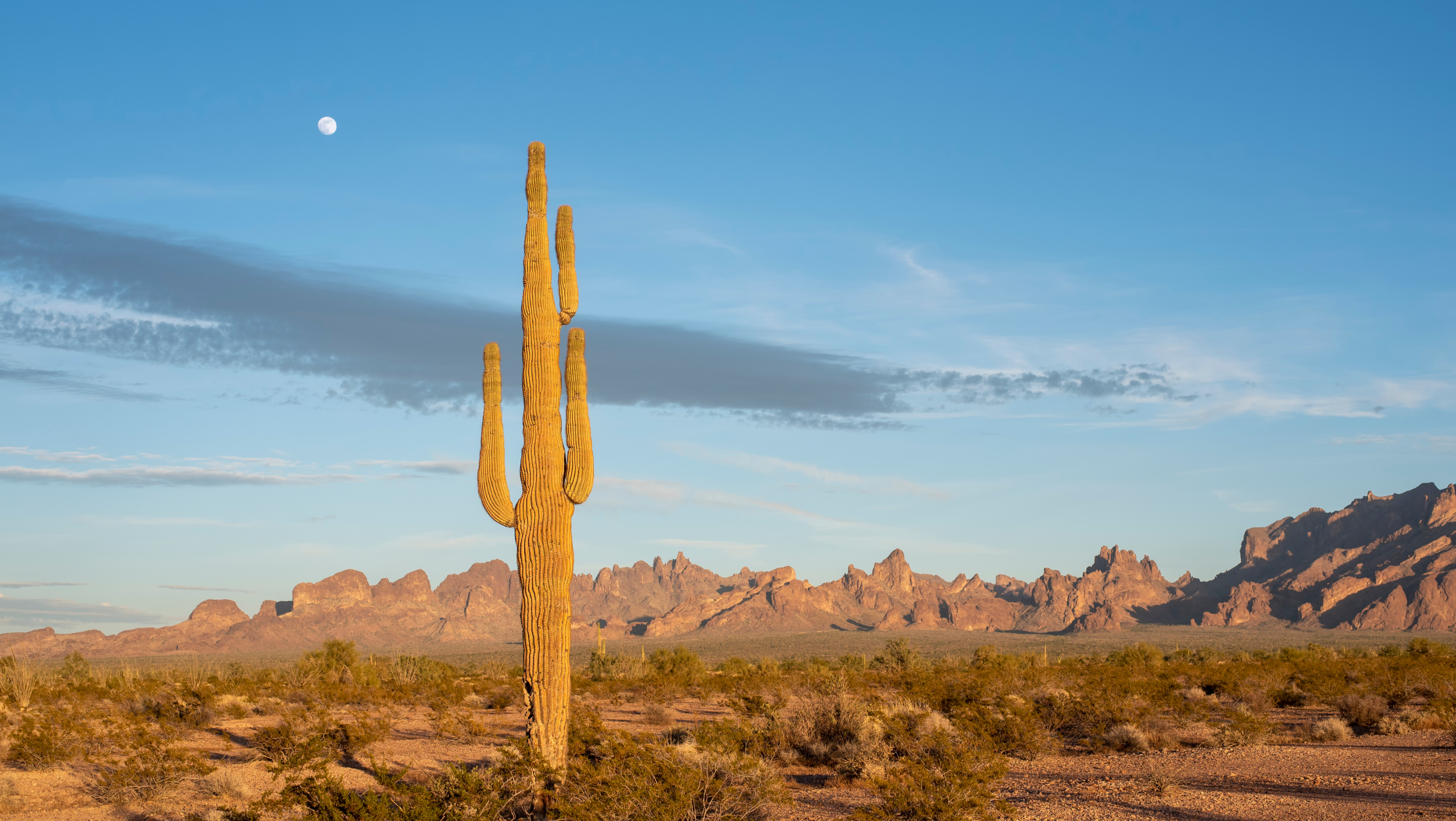 The Song of the Wild Feature Image Saguaro Cactus